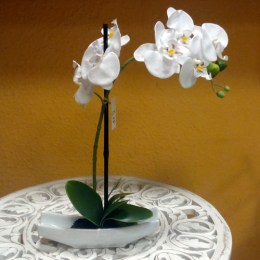 Orquidea Barca Cerámica