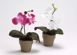 Orquidea Maceta